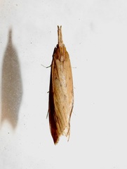 Donacaula sordidellus