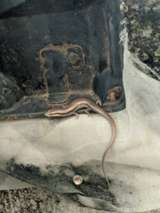 Marisora lineola