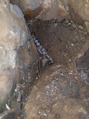 Lampropeltis alterna