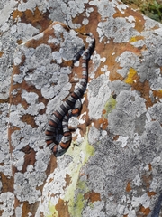 Lampropeltis alterna