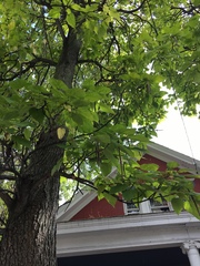 Catalpa speciosa