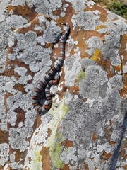 Lampropeltis alterna