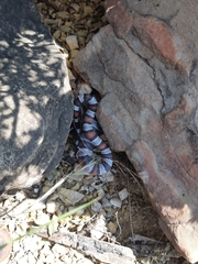 Lampropeltis alterna