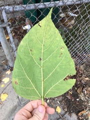 Catalpa speciosa