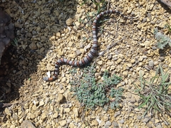 Lampropeltis alterna