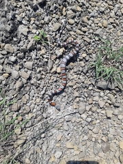 Lampropeltis alterna