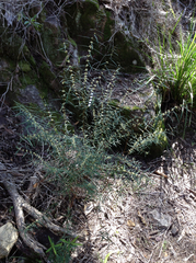 Pimelea axiflora