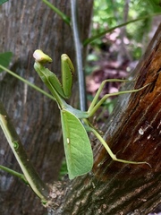 Pseudoxyops