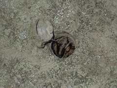Portacosa cinerea