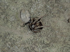 Portacosa cinerea