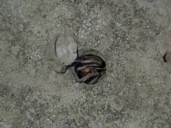 Portacosa cinerea