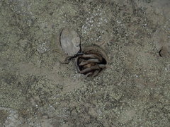 Portacosa cinerea