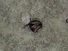 Portacosa cinerea