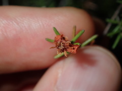 Hibbertia pedunculata