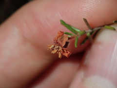 Hibbertia pedunculata