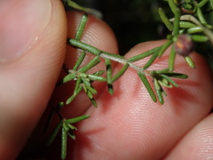 Hibbertia pedunculata