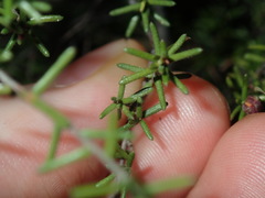 Hibbertia pedunculata