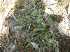 Hibbertia pedunculata