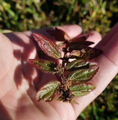 Euphorbia hirta image
