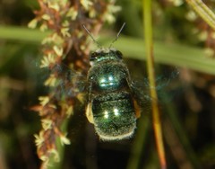 Xylocopa bombylans