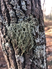 Usnea subscabrosa
