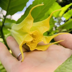 Brugmansia versicolor