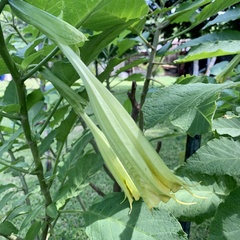 Brugmansia versicolor