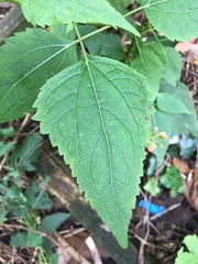 Ageratina altissima