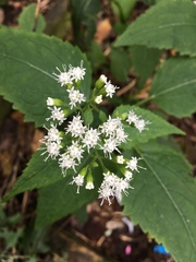 Ageratina altissima