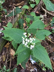 Ageratina altissima
