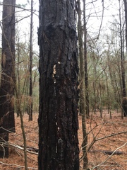 Dendroctonus terebrans