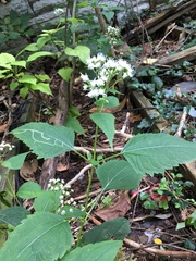 Ageratina altissima