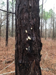 Dendroctonus terebrans