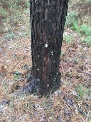 Dendroctonus terebrans