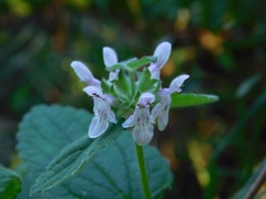 Stachys rigida