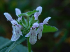 Stachys rigida