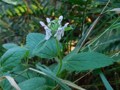 Stachys rigida