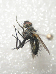 Parerigone macrophthalma