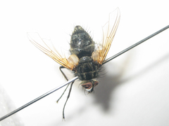 Parerigone macrophthalma