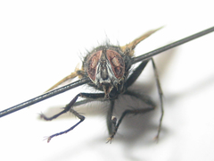 Parerigone macrophthalma
