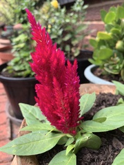 Celosia argentea plumosa
