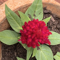 Celosia argentea plumosa