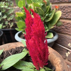 Celosia argentea plumosa