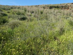 Aspalathus hispida hispida