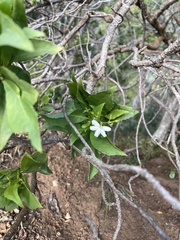 Scaevola gaudichaudiana