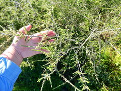 Aspalathus hispida hispida