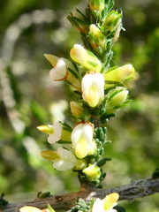 Aspalathus hispida hispida