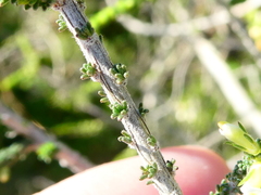 Aspalathus hispida hispida