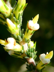 Aspalathus hispida hispida