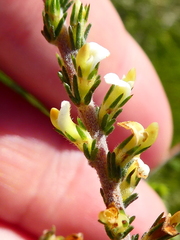 Aspalathus hispida hispida